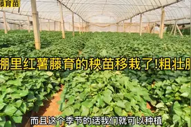 大棚里红薯藤育的苗移栽了!掌握关键技术，这种模式育苗简单实用!