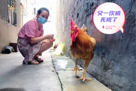 这只三岁的大公鸡真漂亮，皮糙肉厚的，力气又大，一个人能搞定吗