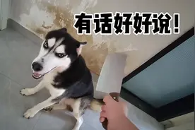 二哈早上赖床，主人掏出菜刀，可把傻狗吓坏了！视频封面