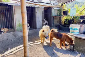 你觉得狗狗它究竟有没有爱情观？视频封面