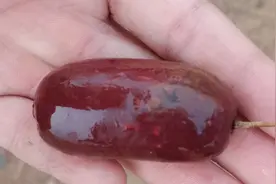 红皮肉的软枣猕猴桃#品种来自新西兰视频封面