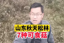 山东秋天，松林的7种可食蘑菇