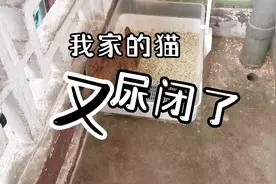 猫尿闭自己在家的处理办法#猫尿闭#养猫视频封面
