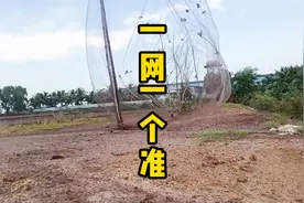 农民父子俩一张大网抓住几十只麻雀，这个速度和效率真的给力