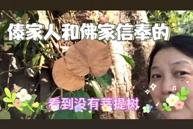 佛家信奉的菩提树就在这里，人们都爱在这颗神树前留影，祈福许愿视频封面