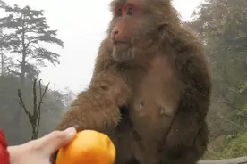 峨眉山遇野生猴，被打劫🤒视频封面