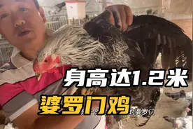农村小伙养殖的观赏鸡婆罗门身高1.2米，四个月达6斤重，满腿是毛