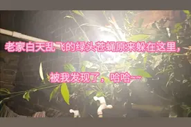 苍蝇的老巢原来在这，我要怎么消灭它们才不会影响这棵植物的生长