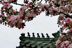 天津北宁公园海棠花盛开