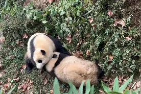 花花想碰瓷弟弟结果自己滚到沟里，弟弟安慰姐姐！（库存）