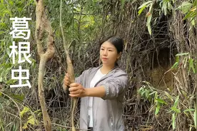 农村随处就可以抓到的葛根虫，油炸下，给孩子吃，身体棒棒