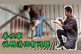 羊吐草属于异常情况，一般是怎么引起的，我们该怎么治疗？视频封面