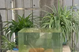 每次下暴雨我的乌龟就跑光光😭视频封面