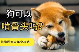 狗可以啃骨头吗？狗啃骨头能补钙吗？