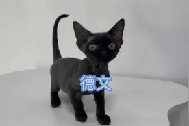 猫中小众品种德文卷毛猫，这猫不掉毛对猫毛过敏人群比较友好
