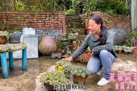 姬秋丽和丸叶秋丽居然分不清，夏天长徒褪色了，还能区别吗？