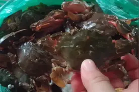 湛江渔村小镇，久违的石头蟹今天又买到了，低至6元一斤视频封面