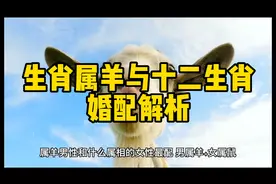 生肖属羊与十二生肖婚配解析#属羊 #生肖羊 #属羊的人婚配表
