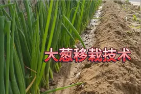 大葱根部撒一撒，根系没病害，一棵能长斤把
