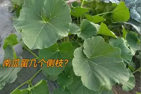 南瓜留几个侧枝？每个枝条留几个瓜？什么时候掐尖打顶？一次讲完