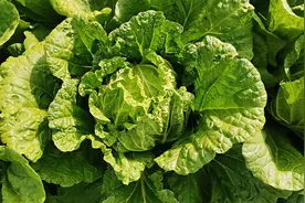 白菜包心期发生菜青虫怎么办？用这个方法，虫子主动爬出来