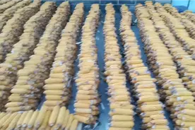 分享一下这样晒玉米不怕下雨，不占地方，不用翻腾，真的很方便！