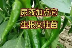 朋友用尿液配制的水溶肥浇灌蔬菜，三天就生根，枝叶茂盛产量高视频封面