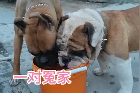 这两条狗是冤家却也是朋友，经常争抢但从不打架，这是怎么回事视频封面