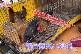 如何露台养鸡不扰民小鲁有妙招尤其是公鸡只要做好就可以安心养鸡