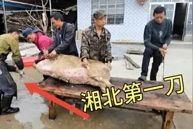 湘北最知名的屠夫带着徒弟下乡杀猪 个个都是高手 每天能赚不少钱视频封面