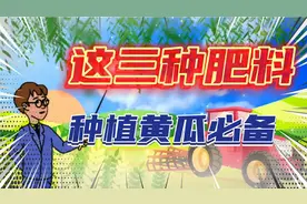 种植黄瓜离不开这三种肥料，黄瓜产量高，能省很多成本视频封面