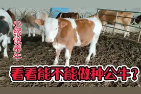 看看这三头小公牛有没有做种公牛的潜质？400多斤15000值吗？视频封面