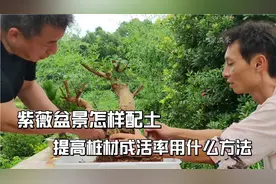 紫薇盆景这样操作成活率才高而且花多枝短小视频封面