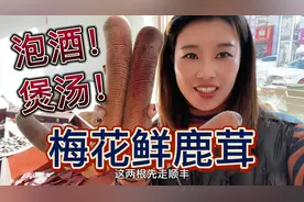 都说长白山梅花鹿茸补肾，可分梅花鹿，马鹿，新西兰鹿，杂交鹿！