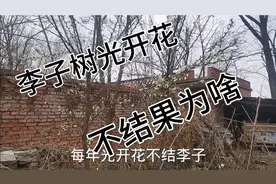 李子树光开花不结李子 谁知啥原因