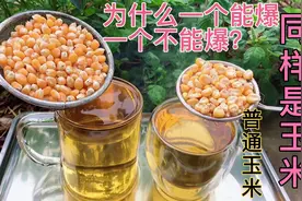 爆米花玉米和普通玉米有什么区别？为什么一个能爆一个却不能？