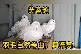 芙蓉鸽，白色，紫色，真漂亮！赏心悦目的卷毛芙蓉观赏鸽！