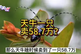 据说天牛品种中最贵的是鹿角天牛，它的价格高达58万元一只