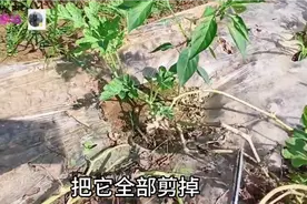 什么是再生西瓜？湖南三农徐小六教你让再生藤又结出大瓜来