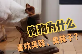 为什么狗狗总是喜欢叼主人的臭鞋、臭袜子？