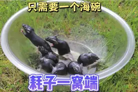 耗子一窝端，只需要一个海碗，立竿见影，轻轻松松拿捏