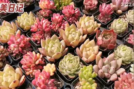 最爱的多肉品种香槟，在这里可以得到一箩筐！视频封面