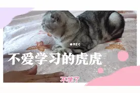 教两只猫学翻硬币，结果都没学会，无意中虎虎居然解锁了站立技能