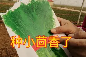 春季小茴香开始种植了，种植方法有讲究，可以一茬一茬割着吃视频封面