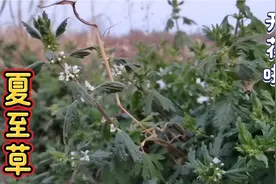 夏至草 还叫小益母草 味道难闻却是药 旱地农村的羊把它当美餐