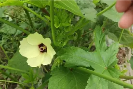 秋葵整枝打杈有方法，做好这几点，产量高品质佳视频封面