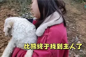 走丢的比熊躲在草丛里，主人找到它时，激动的融化进主人的怀抱里视频封面