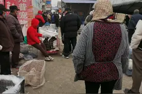 周六的宠物市场都有哪些狗狗，博美，比熊，比格等