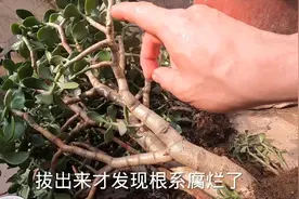 盆栽玉树出现叶片发软发黄怎么办？一招轻松解决，新叶翠绿蹭蹭冒视频封面