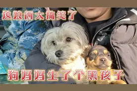 今天救了狗狗母子，白狗生出一个黑孩子，这爸爸这基因的多强大视频封面